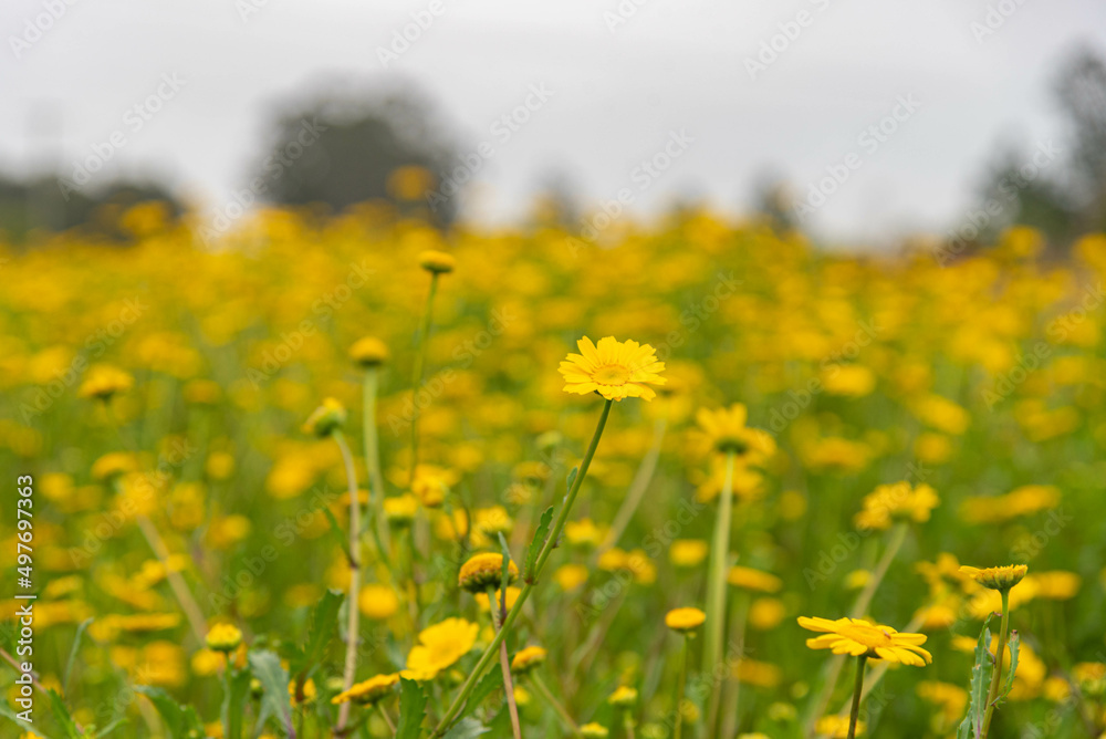 Gerbera flower field in autumn season