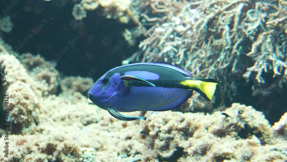Doctorfish is swimming with smaller fished in the deep ocean in high quality 4K Doctorfish is swimming with smaller fished in the deep ocean in high quality 4K