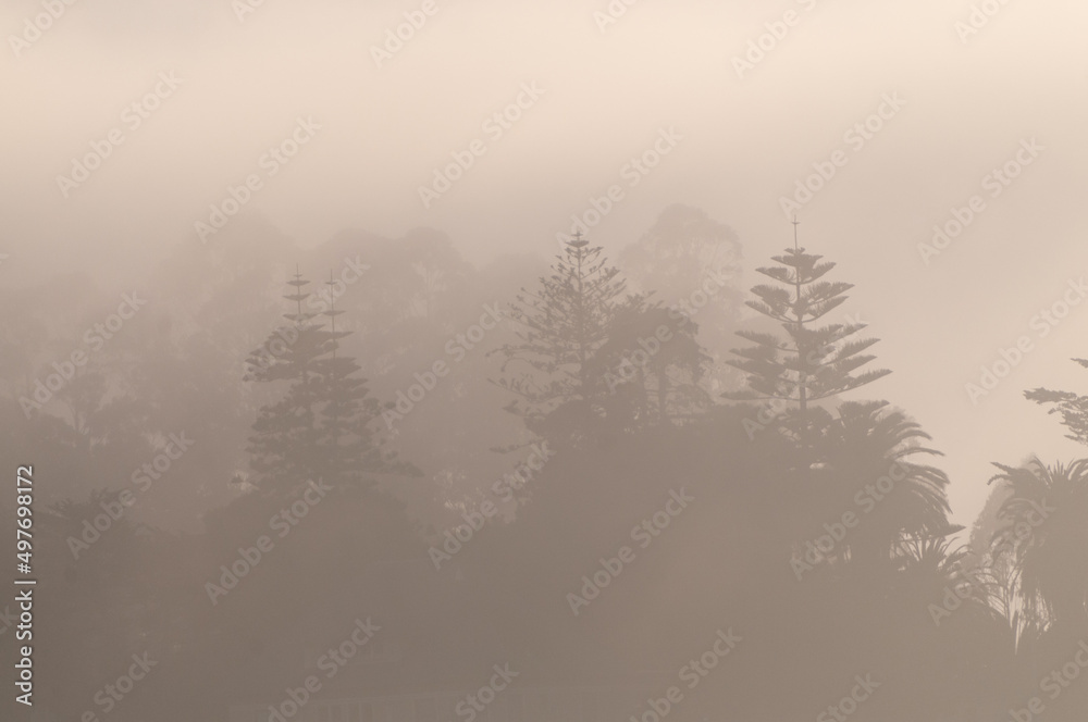 Fog covered trees illuminated by the light of the setting sun. Santa Cruz, California. Fog covered trees illuminated by the light of the setting sun. Santa Cruz, California.