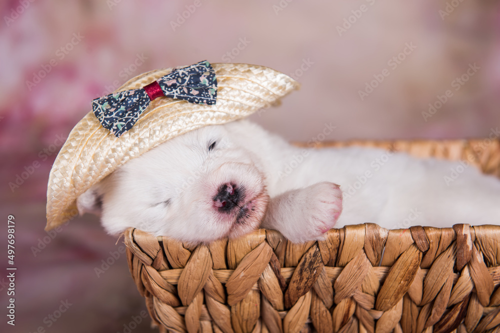 White fluffy small Samoyed puppy dog in the basket