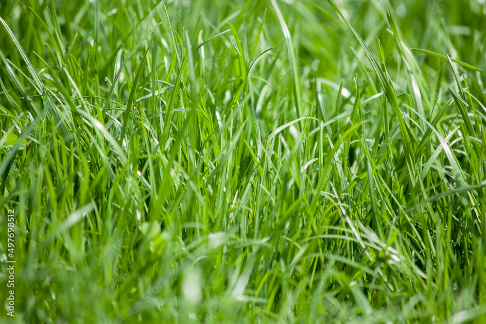 natural green grass field natural green grass field
