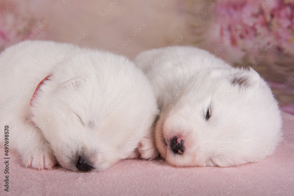 Two small two weeks age cute white Samoyed puppies dogs are sleeping Two small two weeks age cute white Samoyed puppies dogs are sleeping