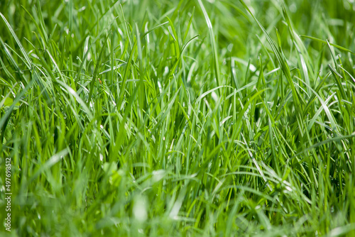 natural green grass field