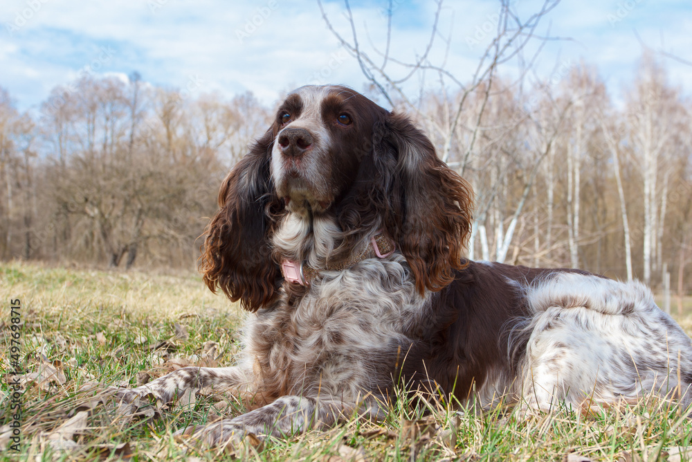 Brown spotted russian spaniel in the forest