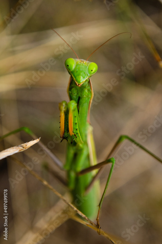macro green praying mantis in nature