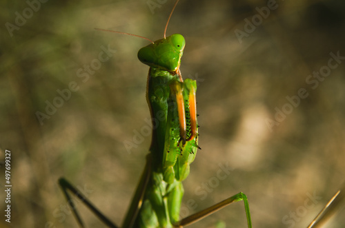 macro green praying mantis in nature