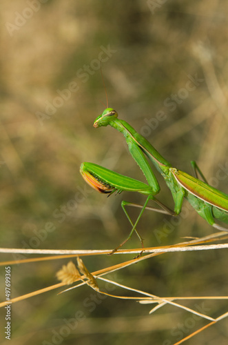 macro green praying mantis in nature