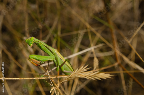 macro green praying mantis in nature