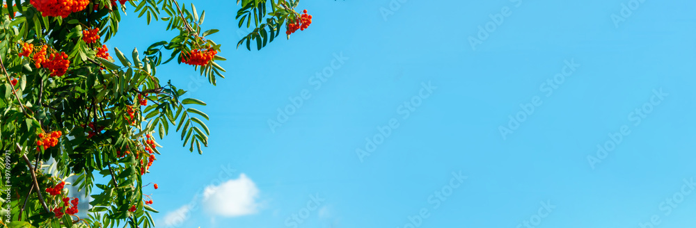 Fototapeta premium A branches of rowan with red berries background blue sky banner. Autumn and natural background. Autumn banner with rowan berries and leaves. Copy space.
