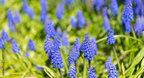 muscari flowers blossom. spring nature in bloom