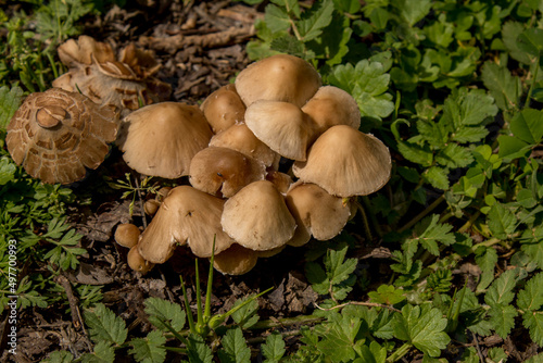 Group of fungi between green herbs. Yellow mushrooms. beige, brown