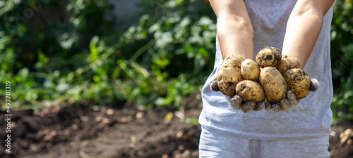 Fotografie, Obraz harvesting potatoes. Good potato harvest.