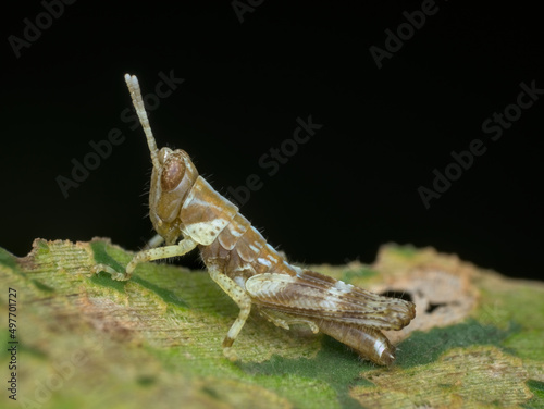 grasshopper nimfa perched on the leaf
