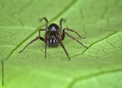 black spider on the green leaf