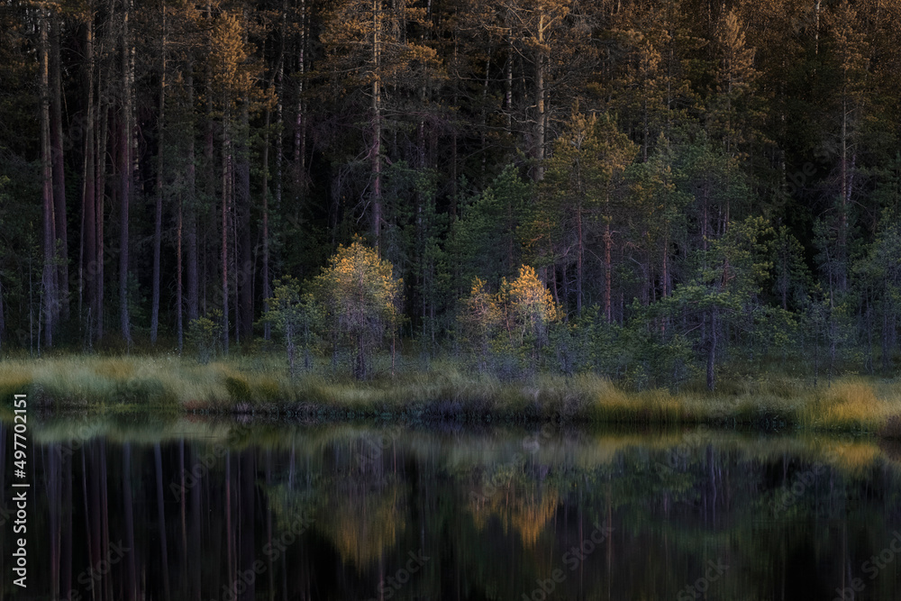 pine forest by the lake in autumn