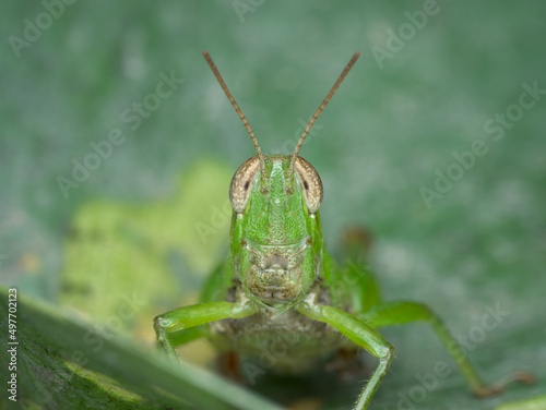 Canvastavla close up face of grasshopper on the leaf