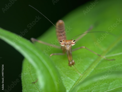 Little cute praying mantis juvenile on the leaf