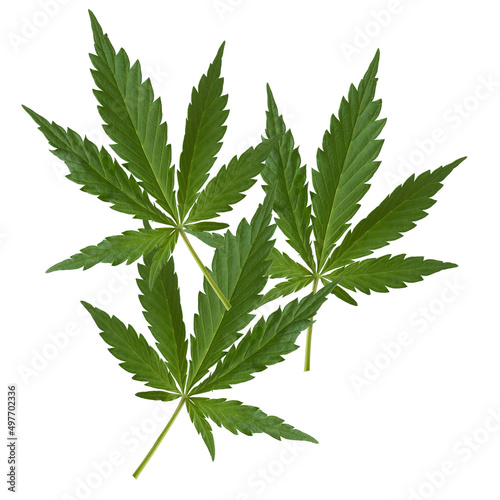 cannabis sativa