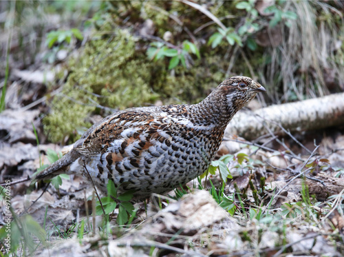 Canvas Print Hazel grouse in a nesting area in a mixed forest