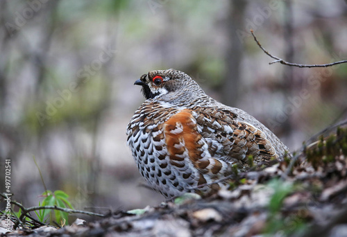 Hazel grouse in a nesting area in a mixed forest