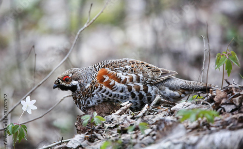 Hazel grouse in a nesting area in a mixed forest