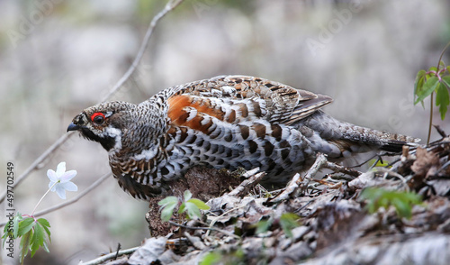 Canvas Print Hazel grouse in a nesting area in a mixed forest