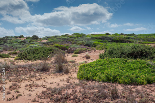 Mediterranean shrublands next to Cala Pregonda, in the municipality Es Mercadal, Menorca, Balearic Islands, Spain