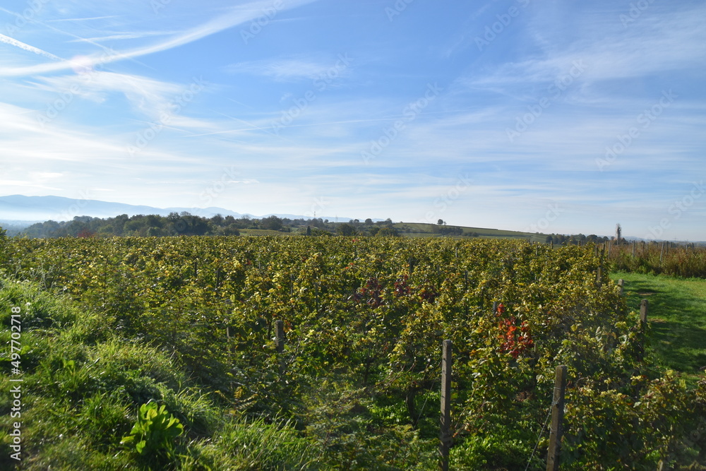 Fototapeta premium vineyard