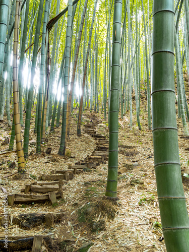 Bamboo forest. Green bamboo stalks rise up. Old wooden spiral staircase in the forest  climb up the mountain. Old fallen leaves lie along the stairs. Sunlight breaks through the bamboo.  Vertically