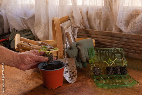 Young primrose bulleyana plugs being transferred from delivery package to larger plant pots  photo