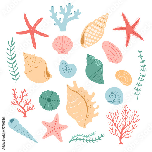 Seshell coral vector, simple color, flat design