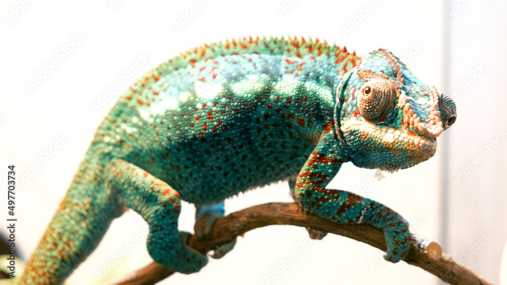 Obraz premium Endangered chameleon on a branch shows off its spectacular electric blue camouflage color.