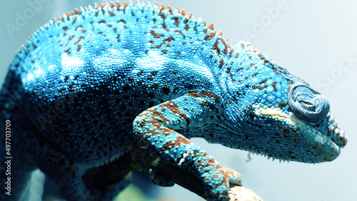 A closeup shot of a chameleon on a plant