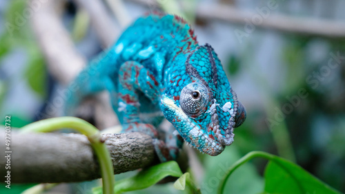 A closeup shot of a chameleon on a plant
