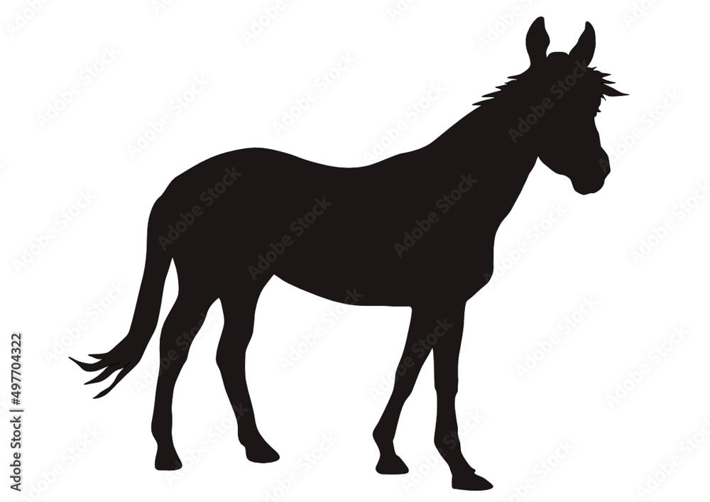Vollblut Pferd in der Silhouette Vollblut Pferd in der Silhouette