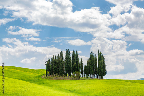 Fields with a grove of cypress trees against the summer sky