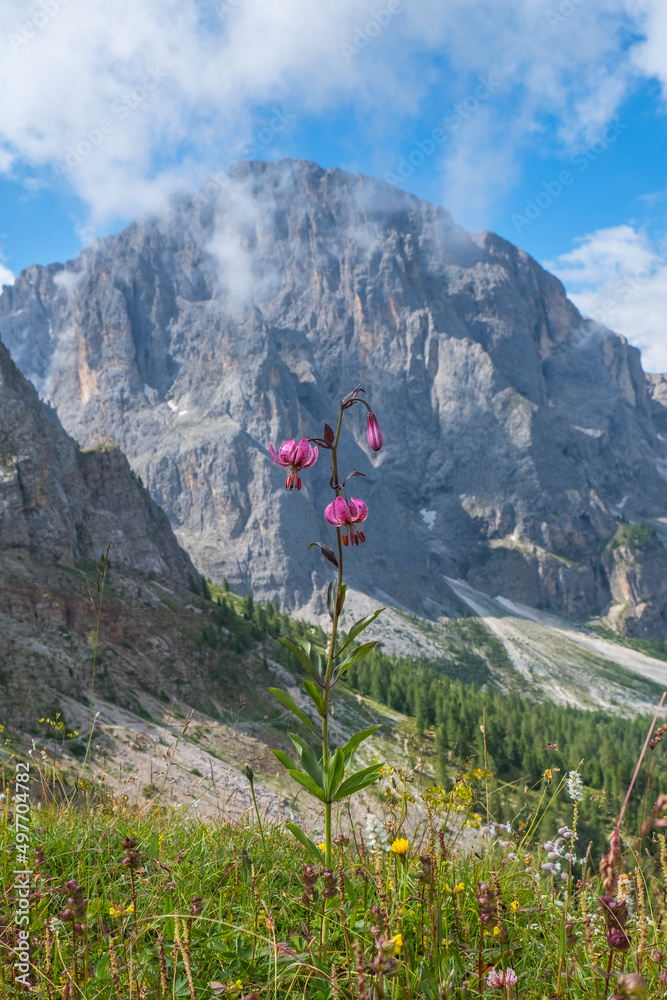 Turk's cap lily flower in the dolomites alps mountains