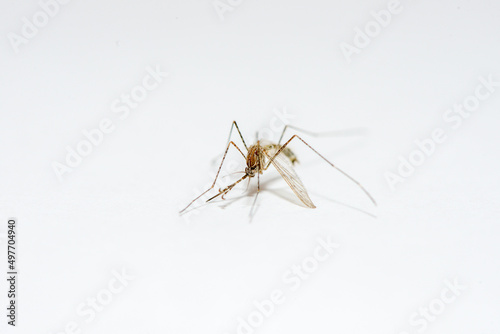 Macro de un mosquito común (Culex pppiens)