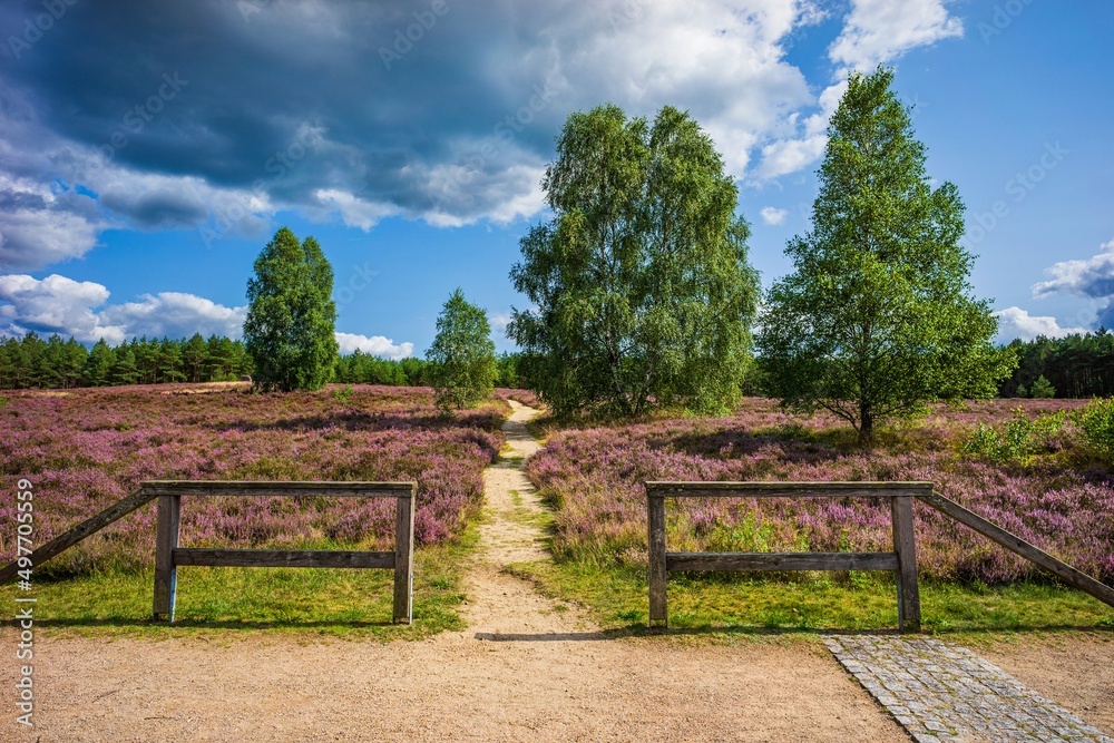 Heidschnuckenweg durch die Heidefläche am Angelbecksteich Heidschnuckenweg durch die Heidefläche am Angelbecksteich