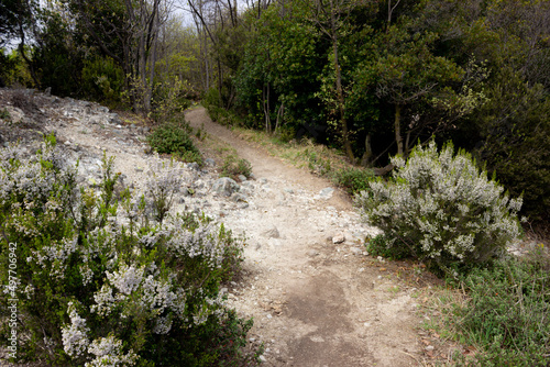 Hilly landscape. Path on Monte Ceva in the middle of the woods and with flowering white heather bushes.