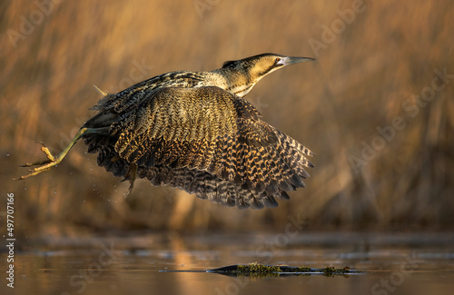 Great bittern bird ( Botaurus stellaris ) close up