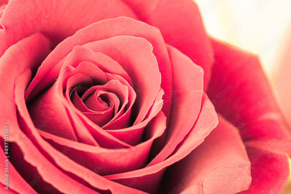 Selective focus of large blooming pink rose. Macro rose background. Selective focus of large blooming pink rose. Macro rose background.