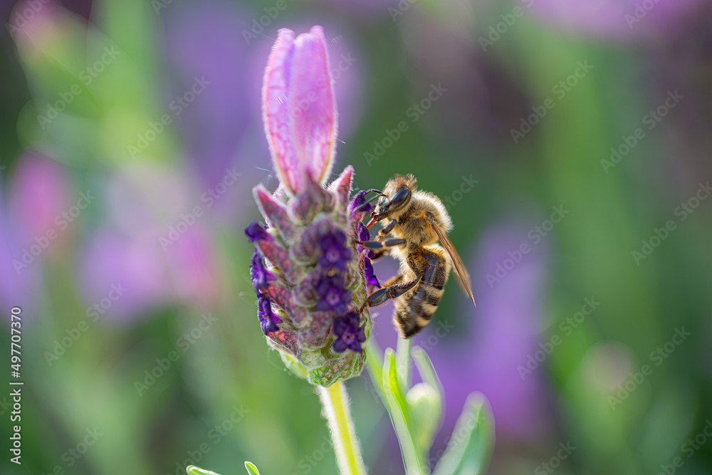 Close-up of a bee harvesting pollen on a topped lavender (Lavandula angustifolia) with blurry background Close-up of a bee harvesting pollen on a topped lavender (Lavandula angustifolia) with blurry background