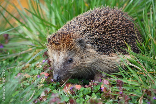 Braunbrustigel im Garten auf Futtersuche