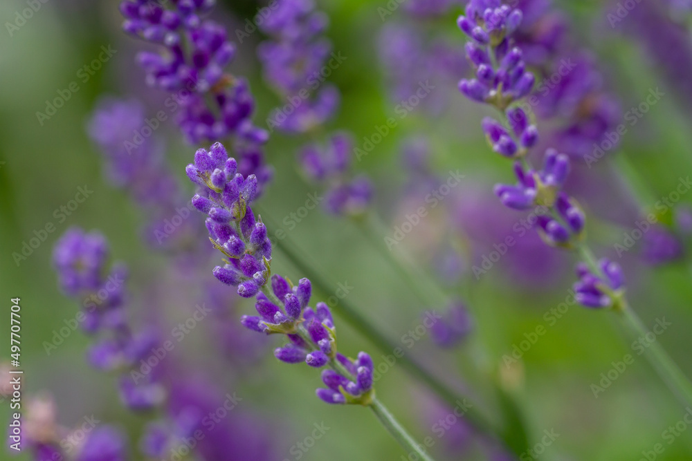 Close-up of buds of blue lavender Close-up of buds of blue lavender