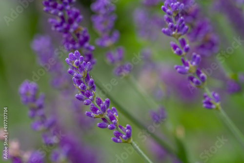 Close-up of buds of blue lavender