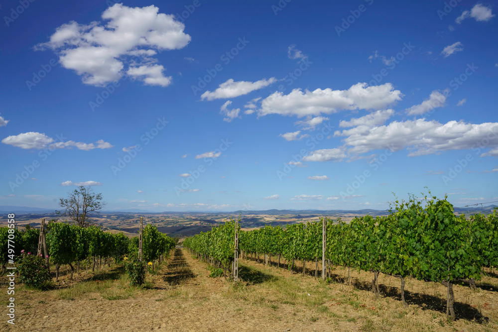 Obraz premium Rural landscape near Montalcino,Siena, Tuscany