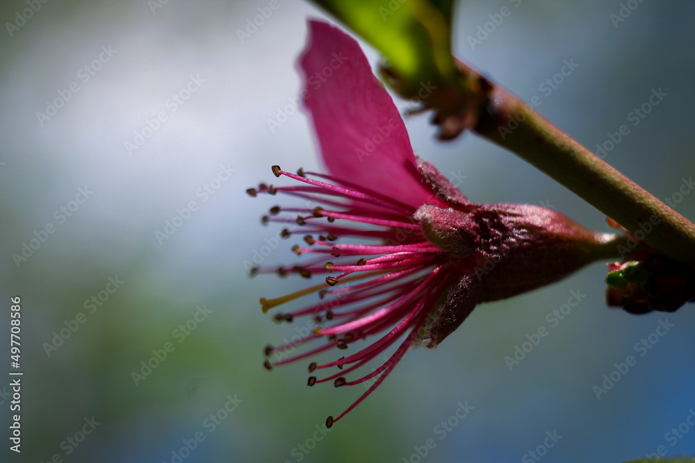 Fototapeta premium Apple tree bloming.