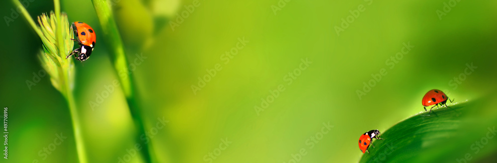 three ladaybirds on green herb and leaf in panoramic view three ladaybirds on green herb and leaf in panoramic view