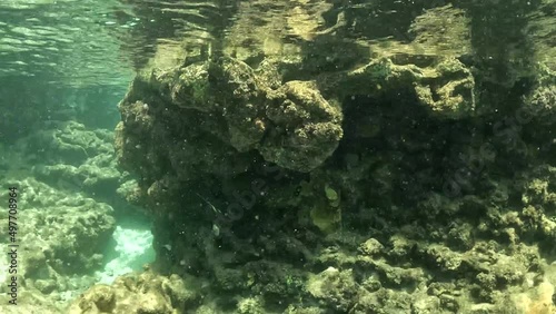 Fish swimming among rocks in clear ocean. Coral reef in the sea.
